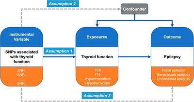Thyroid function and epilepsy: a two-sample Mendelian randomization study